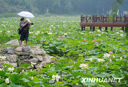 Hoa dừa cạn rủ, hoa dua can ru, hoa Tết, hoa Tet, hạt giống hoa, hoa treo, dạ yến thảo, hoa treo ban công, hoa phong lu, hoa phong lu thao, hoa phong lữ, hoa phong lữ thảo, hạt giống hoa oải hương, bán hạt giống hoa oải hương, hat giong hoa oai huong, hạt giống  chất lượng cao, hat giong hoa , hat giong hoa chat luong cao, hoa trong tham, hoa trong chau,